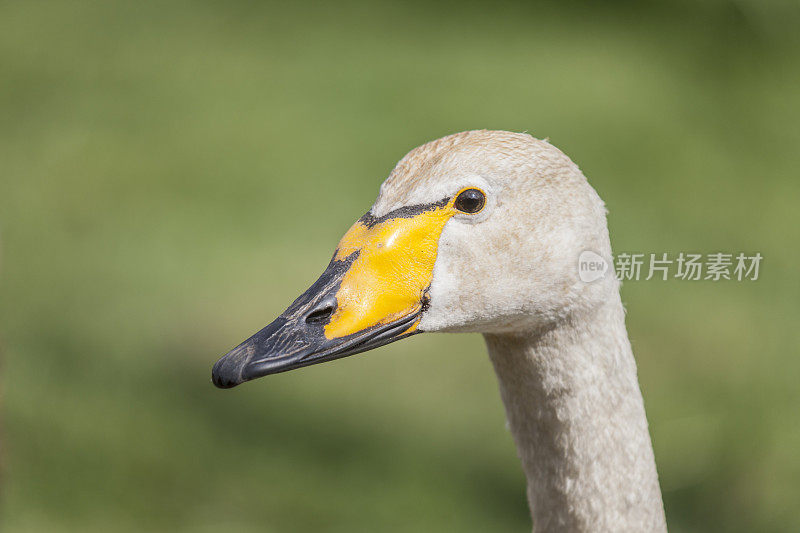 大天鹅肖像(Cygnus Cygnus)